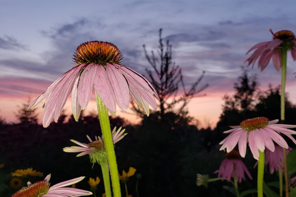 Photography in the garden and how it applies to web design.